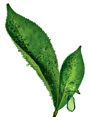 Ingredient-THE_VERT-373x488